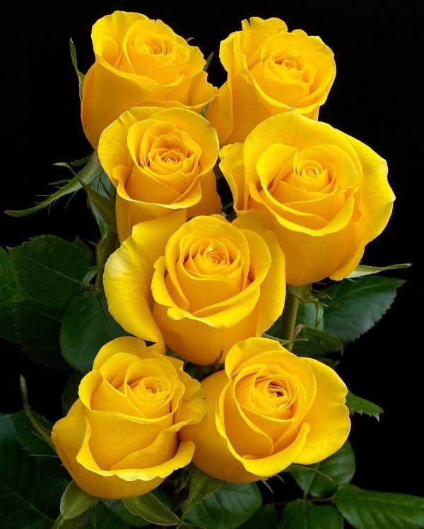 роза форевер