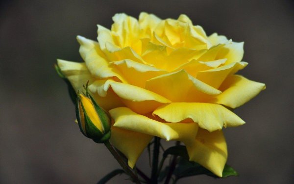 роза чайно гибридная ландора