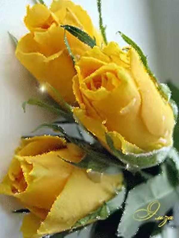 букет желтых роз