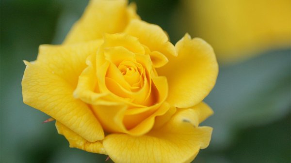 роза чайногибридная илиос