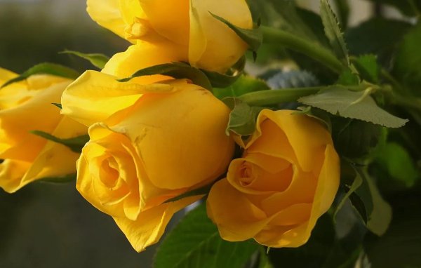 букет желтых роз