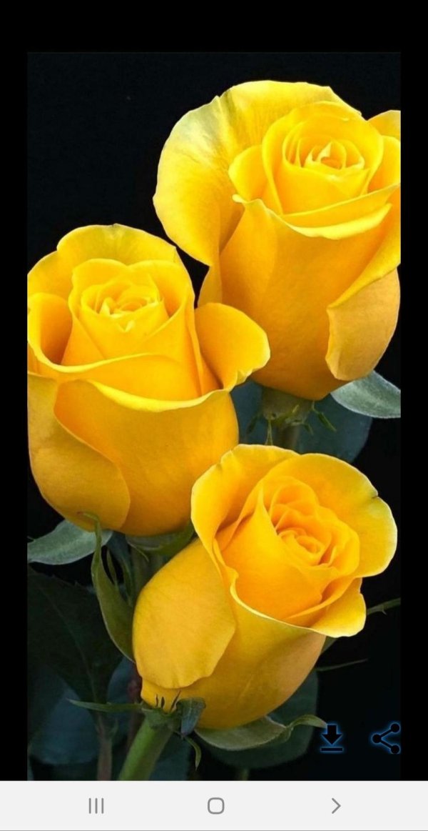 жëлтые цветы