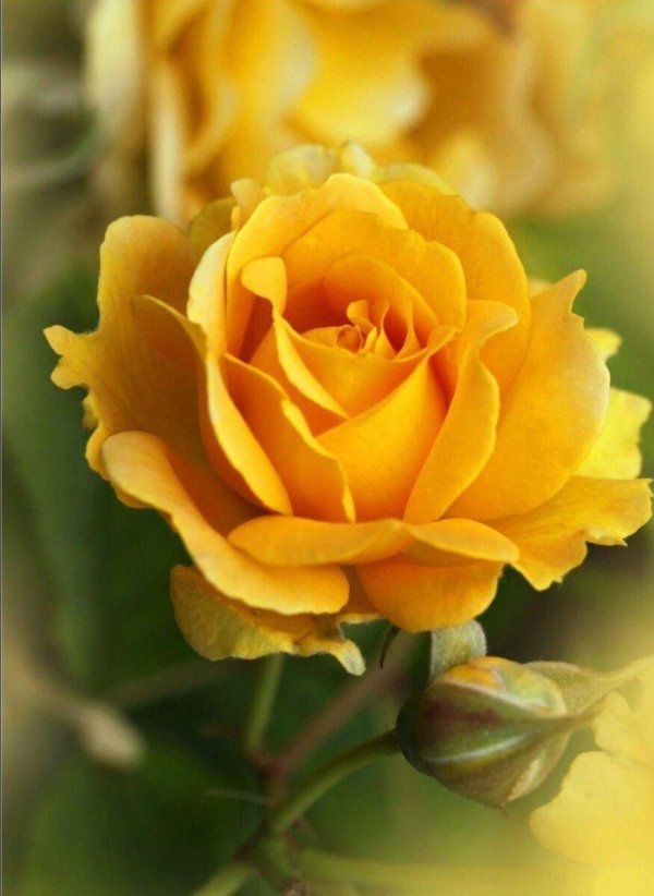 роза чайно гибридная керио