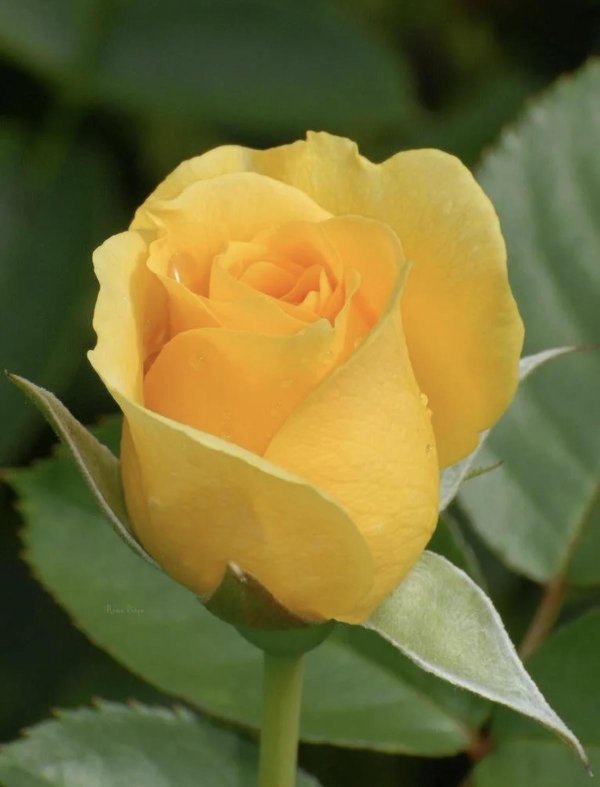 чайная роза йеллоу