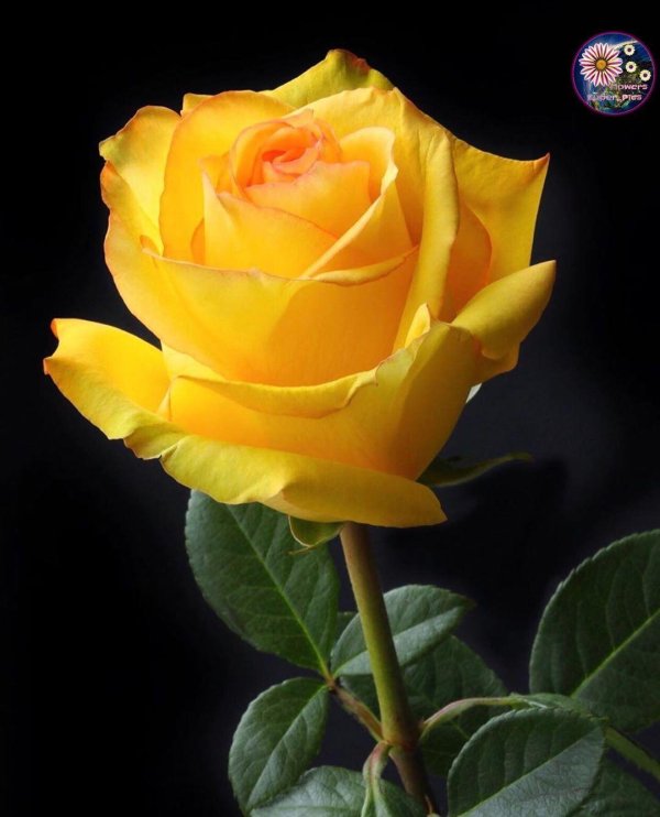 роза флауэр пауэр