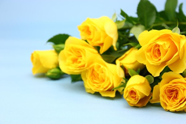 фон желтые цветы