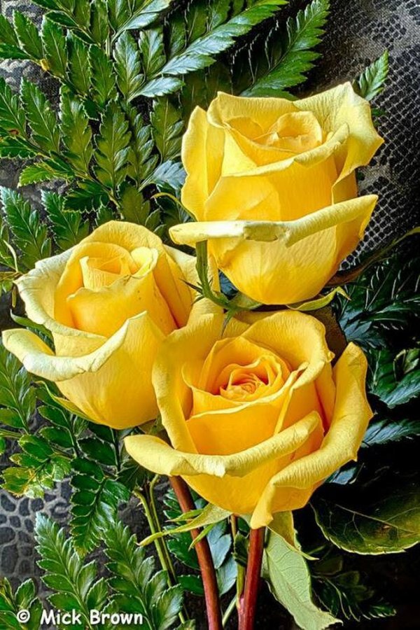 роза кирио желтый