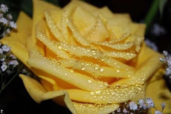 роза йеллоу магия