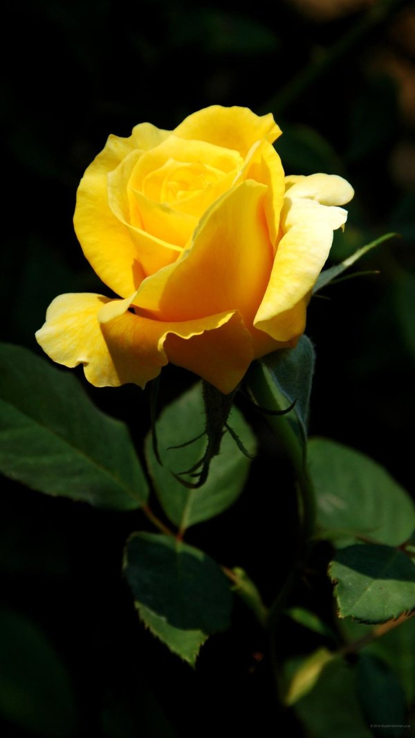 роза вип нью еллоу