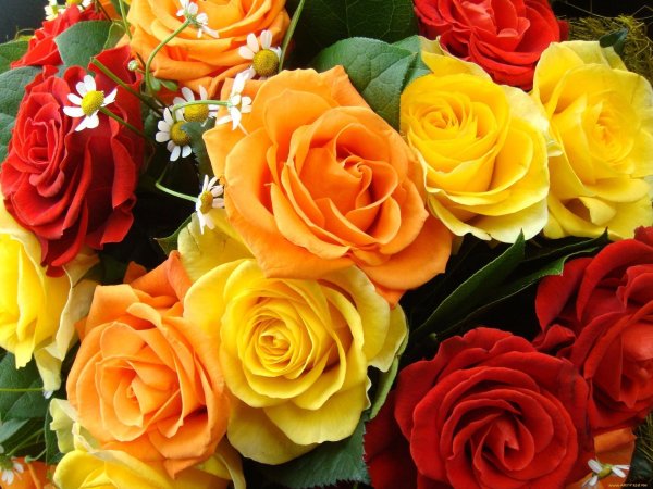 яркие розы
