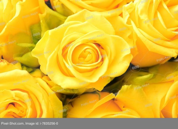 жёлтые розы букет