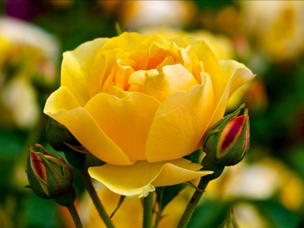 роза растение