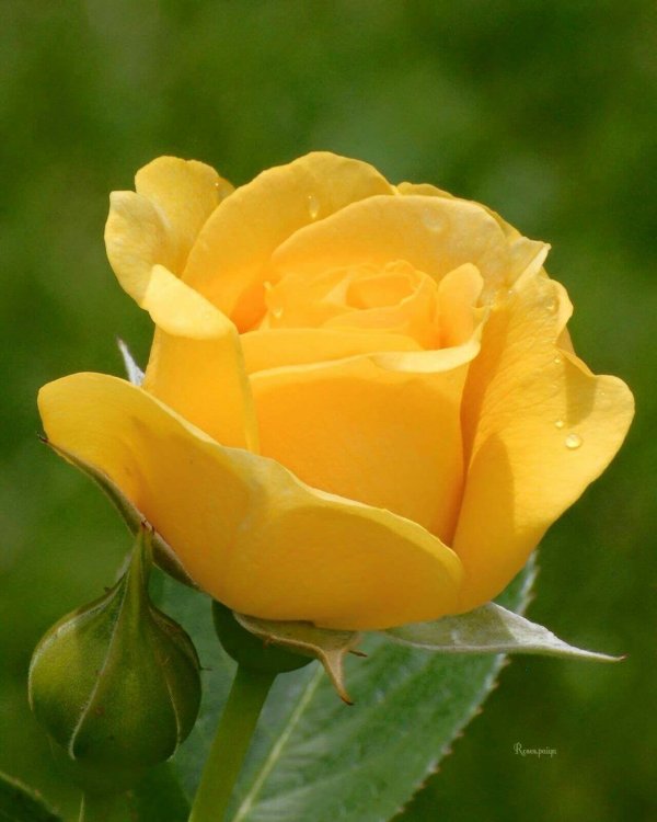 жëлтые цветы