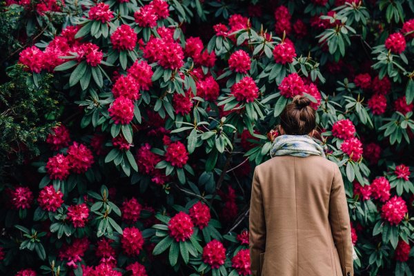 рододендрон куст