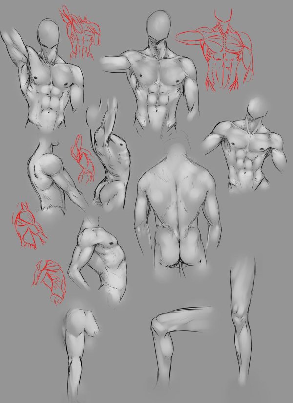торс анатомия референс