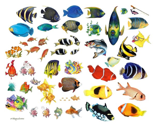 рыбки аквариум