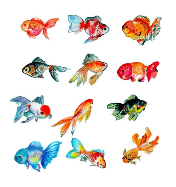 акварельки рыбки аквариумные