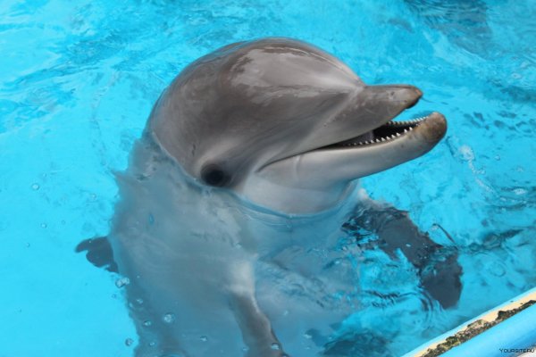 дельфин белобочка