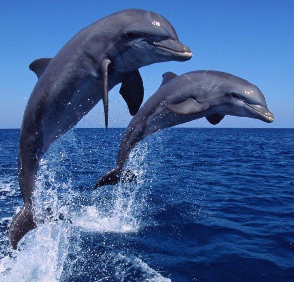 черноморская афалина