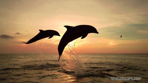 дельфин на закате