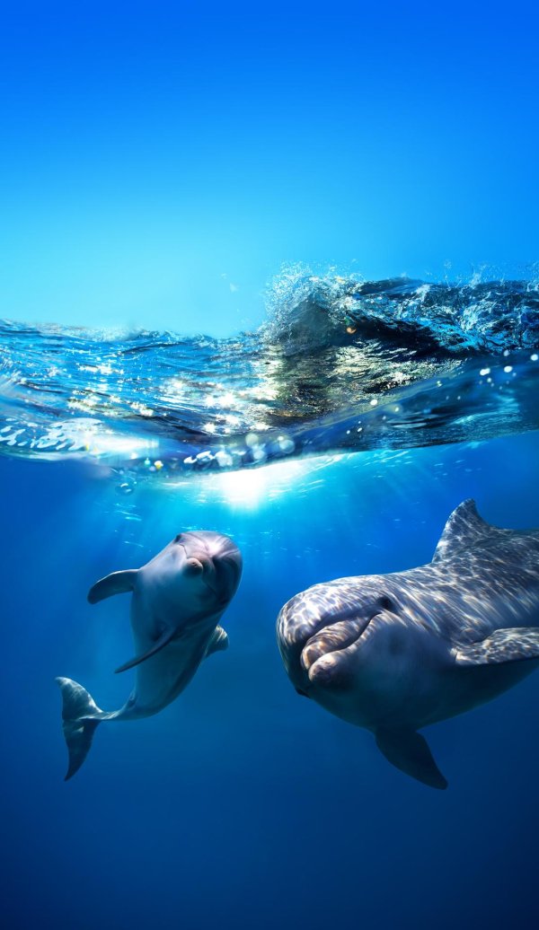 dolphins панно 50x50