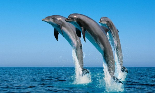 о дельфинах