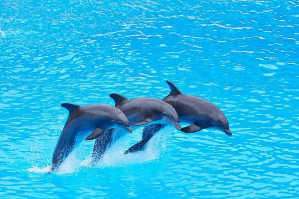 черноморская афалина