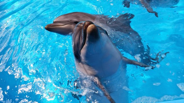 дельфин черноморская афалина