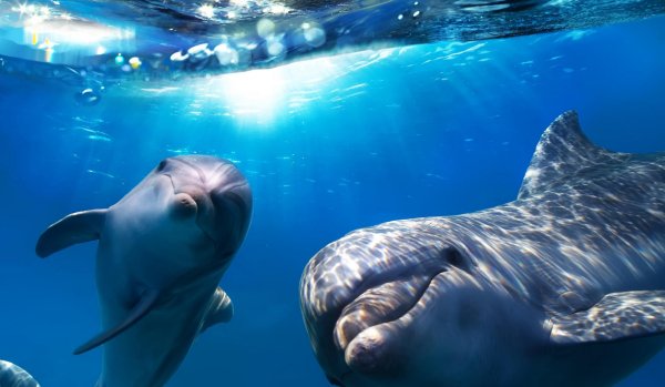 подводный мир дельфины