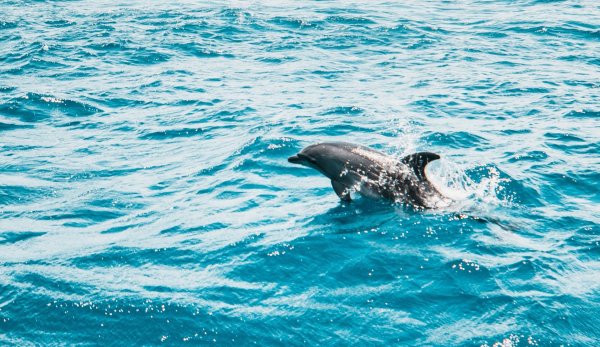 дельфин черного моря