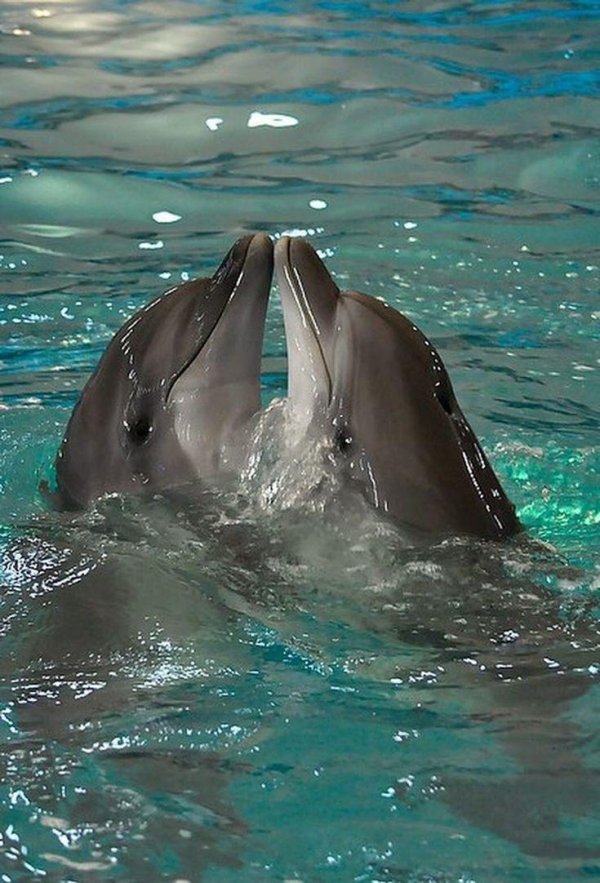 афалина дельфин