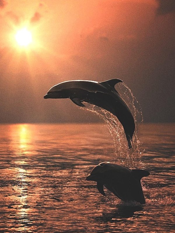 дельфин на закате