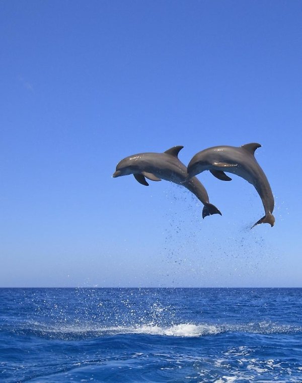 черноморская афалина