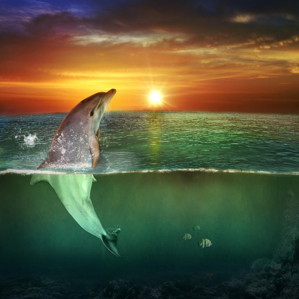 дельфин на закате