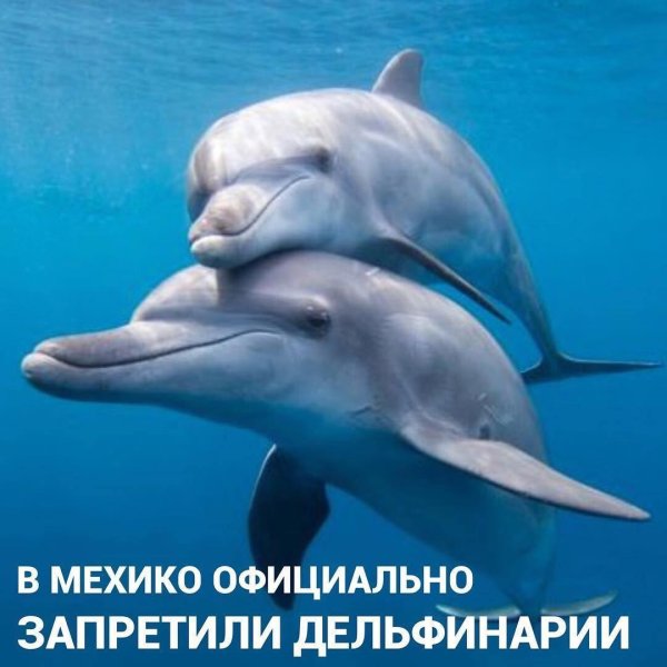 дельфин в