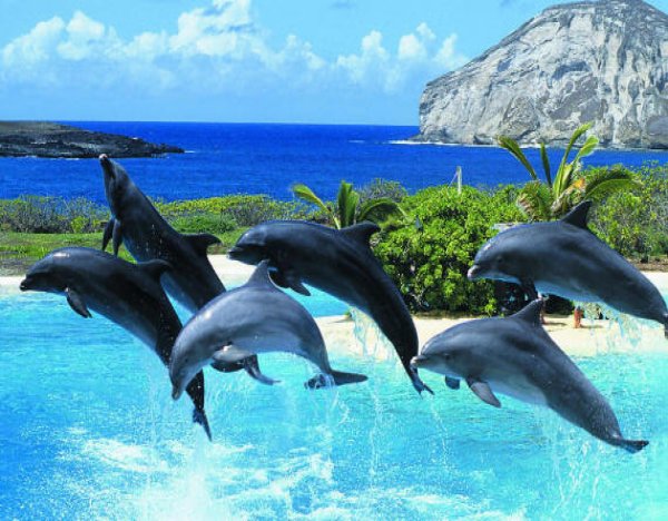 дельфинарий бодрум