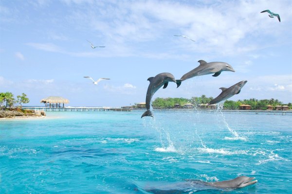 остров дельфинов пунта кана
