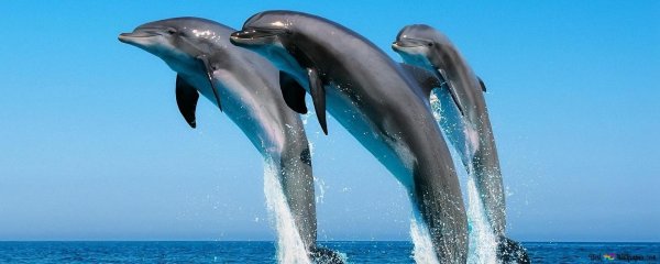 черноморская афалина