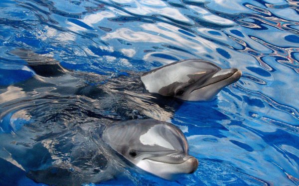 Дельфины
