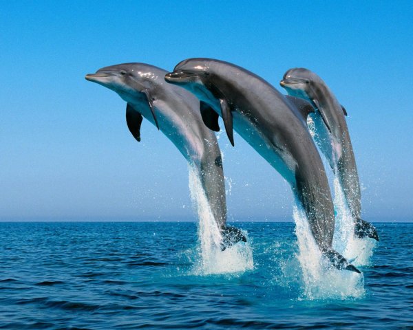 черноморская афалина