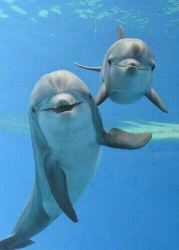 виды дельфинов