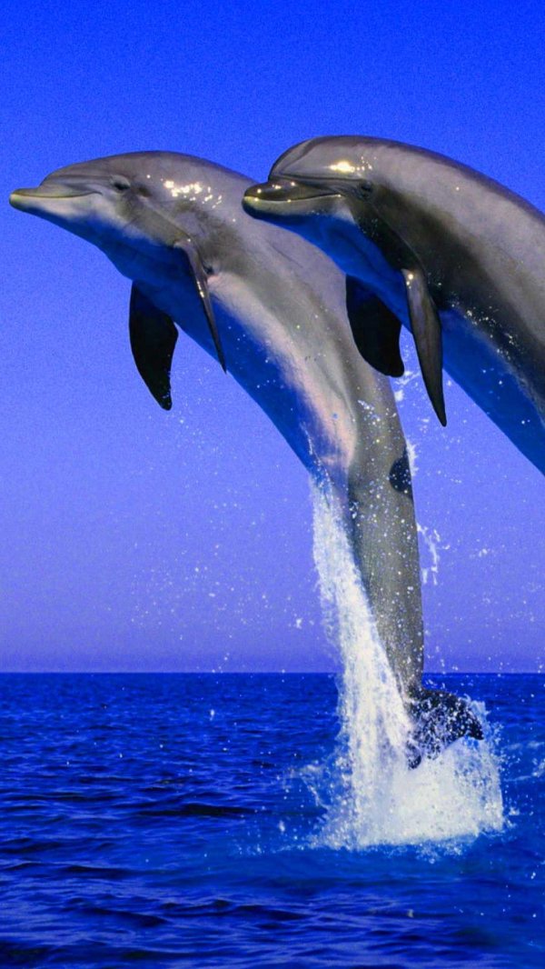 афалина дельфин