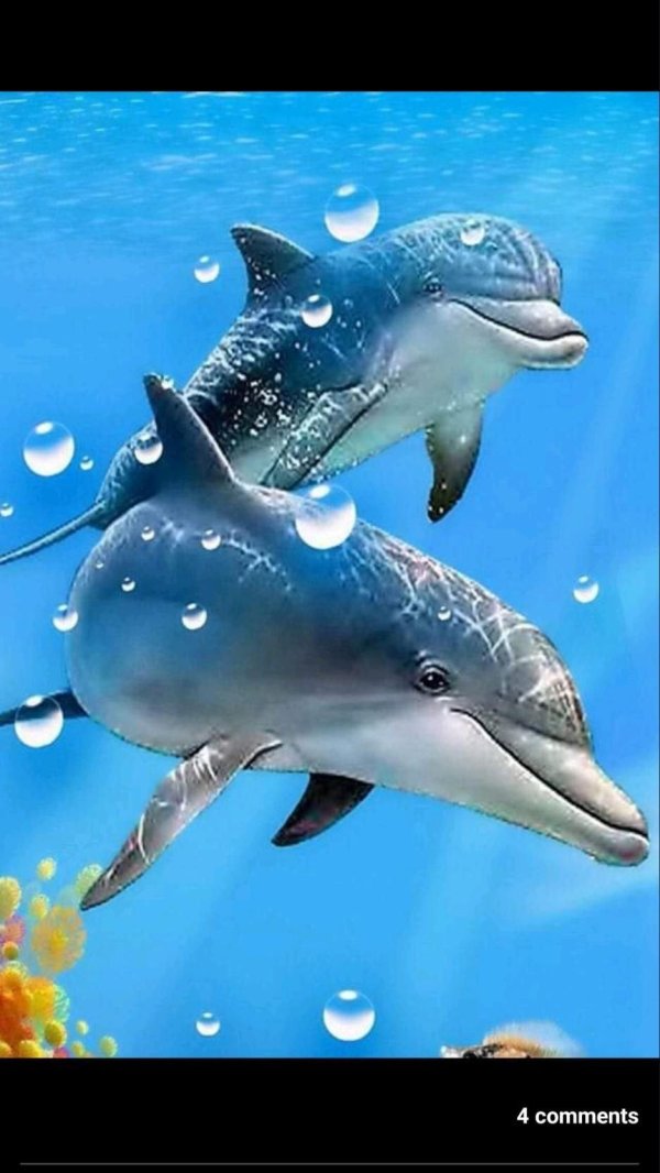 подводный мир дельфины