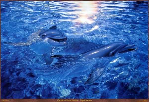 подводный мир дельфины