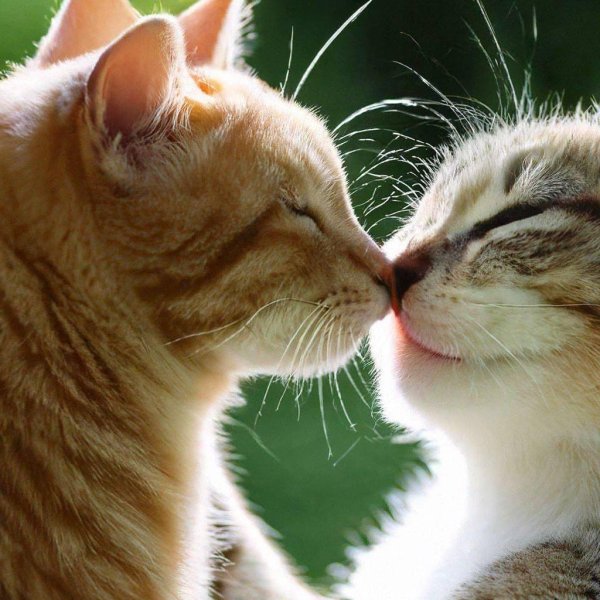 целующиеся котики