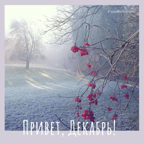 зимняя рябина