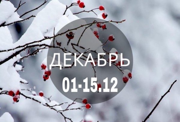 рябина в снегу