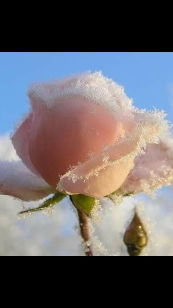 замерзшая роза