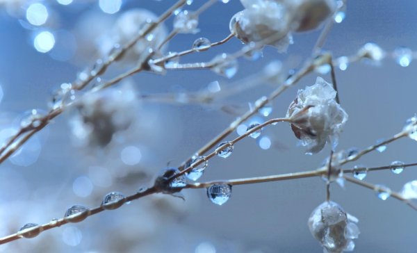 зимние цветы