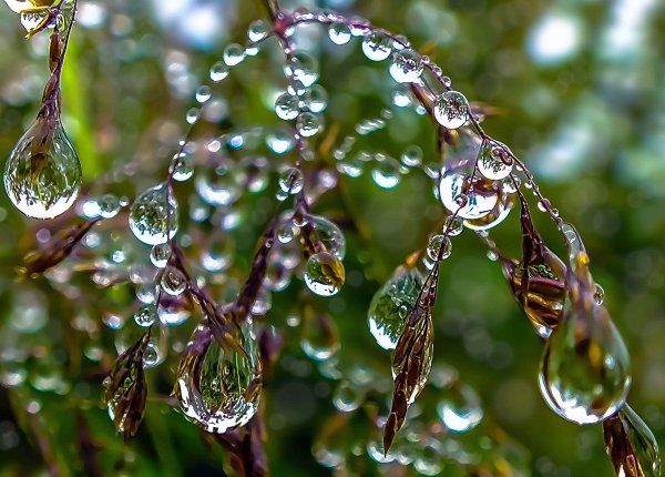 утренняя роса